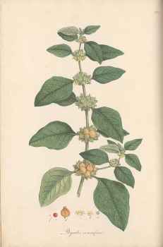 Ashwagandha bio
